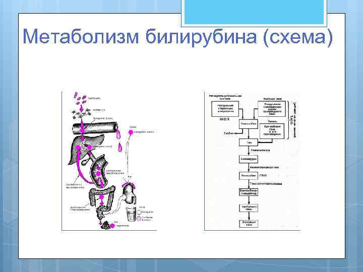 Схема пигментного обмена