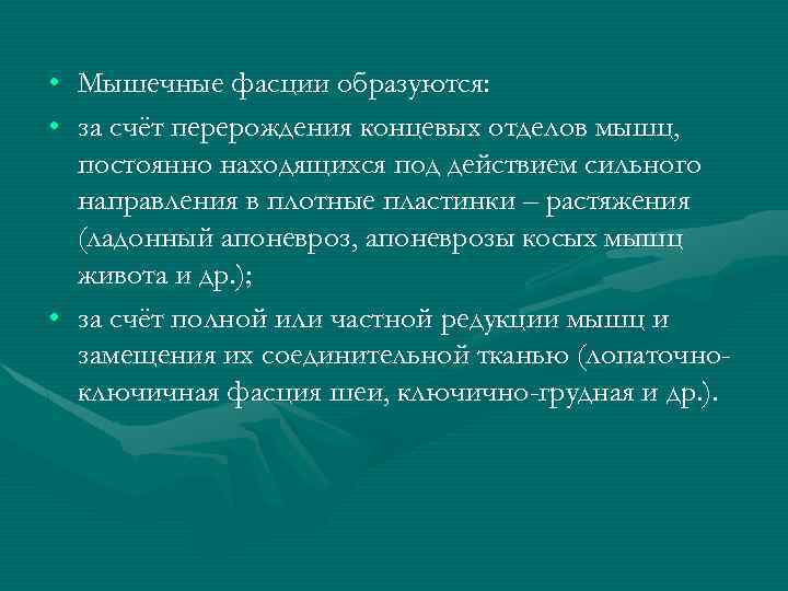  • Мышечные фасции образуются: • за счёт перерождения концевых отделов мышц, постоянно находящихся