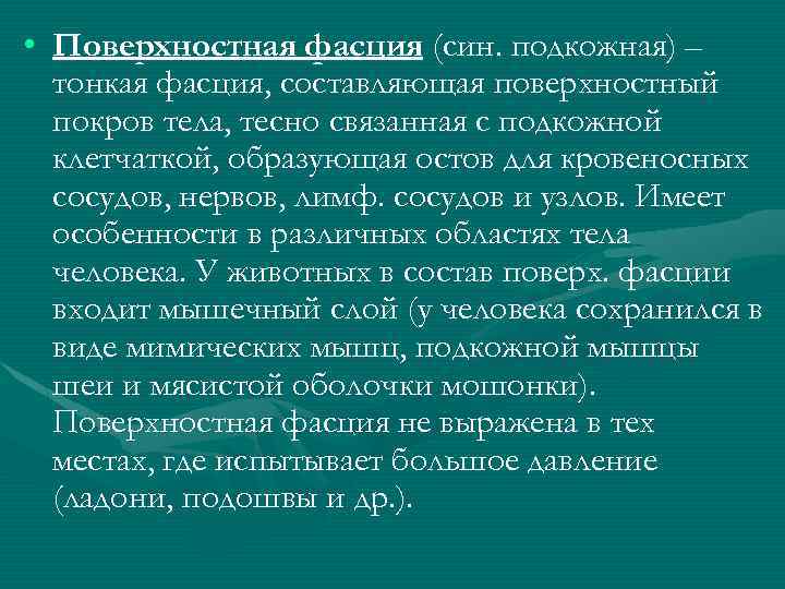  • Поверхностная фасция (син. подкожная) – тонкая фасция, составляющая поверхностный покров тела, тесно
