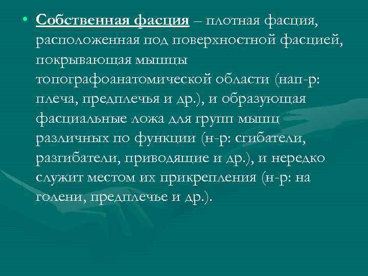  • Собственная фасция – плотная фасция, расположенная под поверхностной фасцией, покрывающая мышцы топографоанатомической