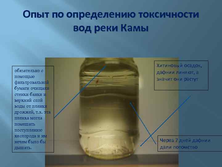 Токсичность дафнии. Токсичная вода.