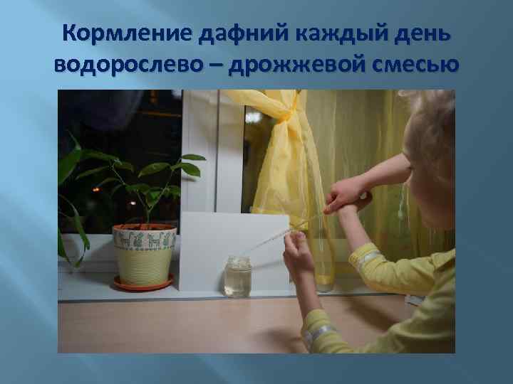 Кормление дафний каждый день водорослево – дрожжевой смесью 