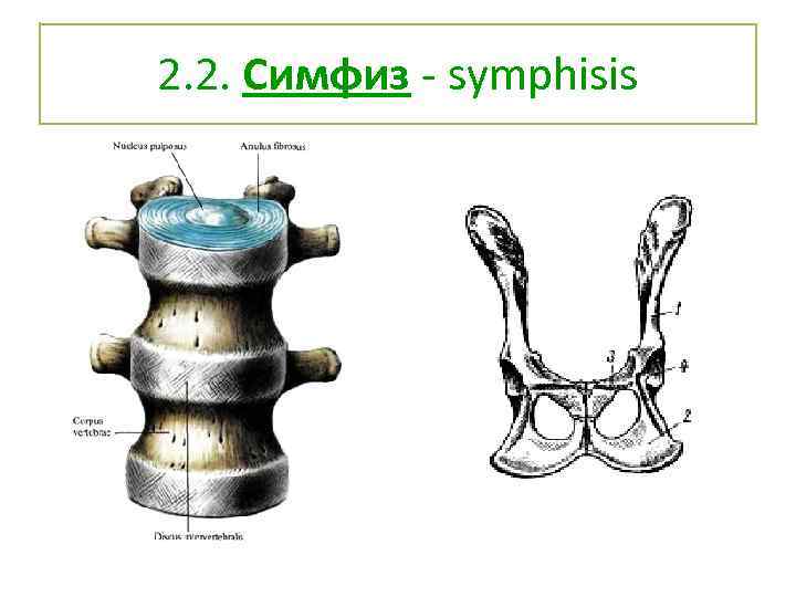 2. 2. Симфиз - symphisis 