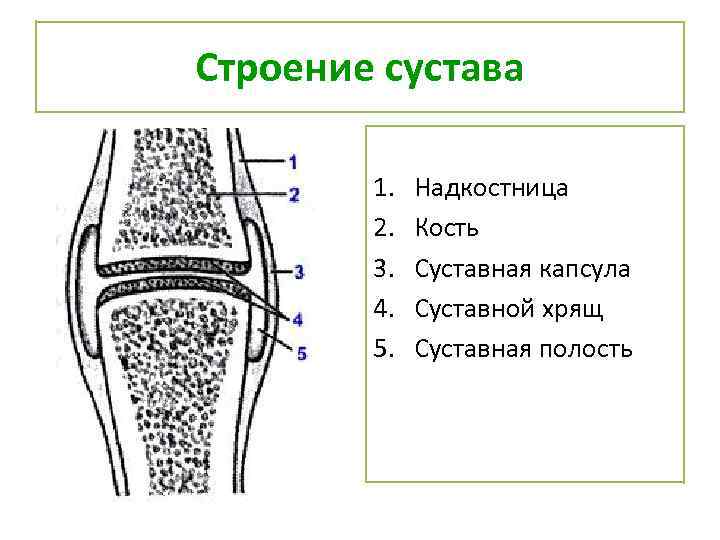 Рисунок сустава биология