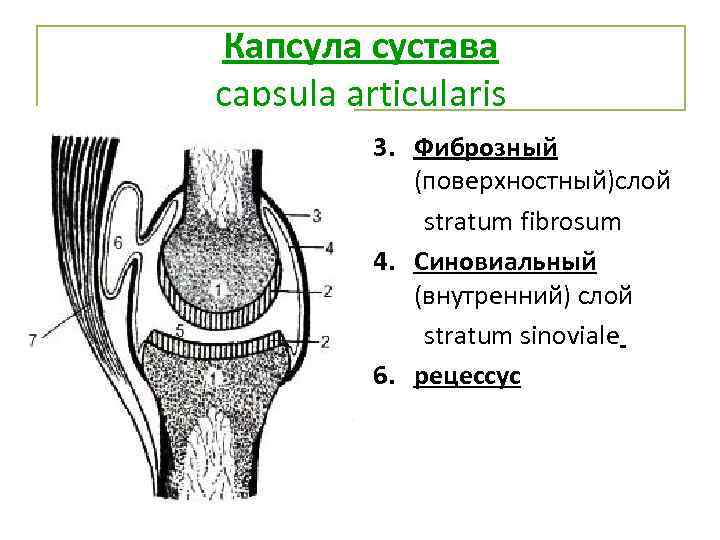 Капсула сустава capsula articularis 3. Фиброзный (поверхностный)слой stratum fibrosum 4. Синовиальный (внутренний) слой stratum