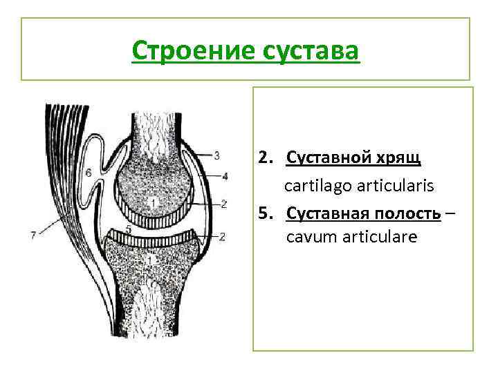 Полость сустава