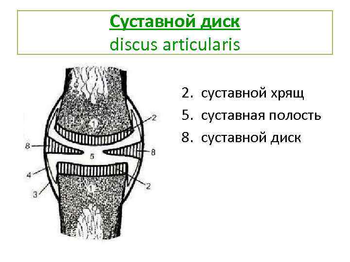 Суставной диск discus articularis 2. суставной хрящ 5. суставная полость 8. cуставной диск 