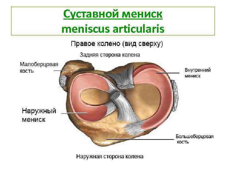 Суставной мениск meniscus articularis 