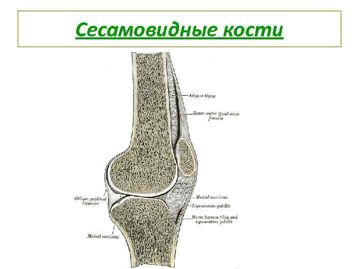 Сесамовидные кости 