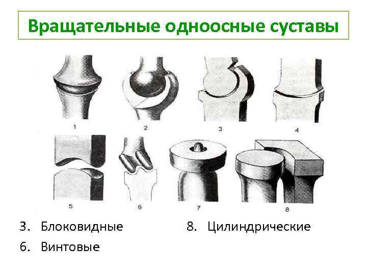 Каким номером изображен сустав человека