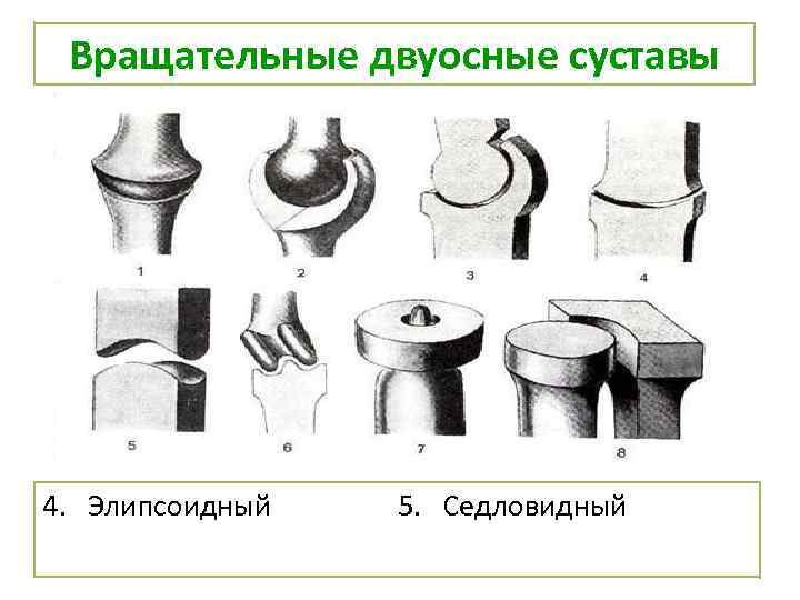 Вращательные двуосные суставы 4. Элипсоидный 5. Седловидный 