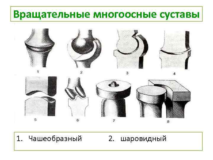 Вращательные многоосные суставы 1. Чашеобразный 2. шаровидный 