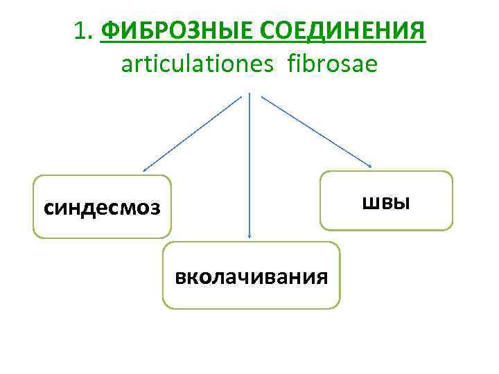 1. ФИБРОЗНЫЕ СОЕДИНЕНИЯ articulationes fibrosae швы синдесмоз вколачивания 