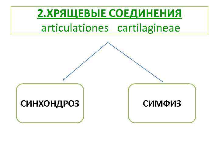 2. ХРЯЩЕВЫЕ СОЕДИНЕНИЯ articulationes cartilagineae СИНХОНДРОЗ СИМФИЗ 