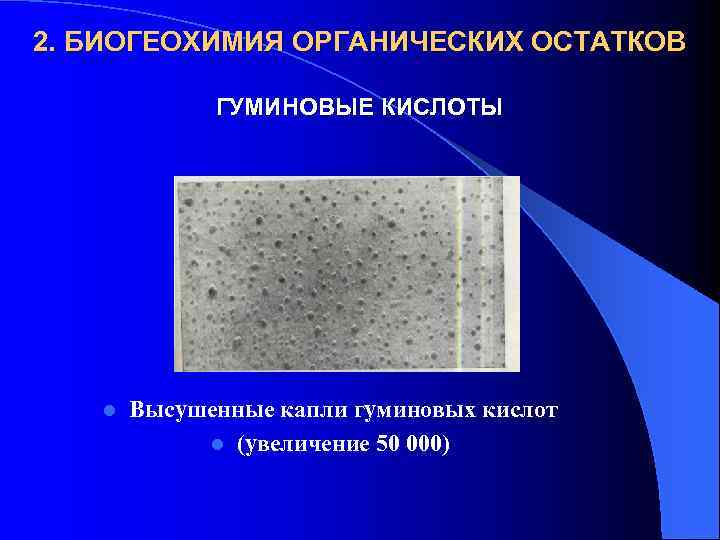 2. БИОГЕОХИМИЯ ОРГАНИЧЕСКИХ ОСТАТКОВ ГУМИНОВЫЕ КИСЛОТЫ l Высушенные капли гуминовых кислот l (увеличение 50
