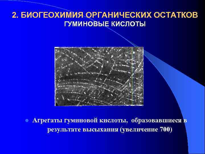 2. БИОГЕОХИМИЯ ОРГАНИЧЕСКИХ ОСТАТКОВ ГУМИНОВЫЕ КИСЛОТЫ l Агрегаты гуминовой кислоты, образовавшиеся в результате высыхания