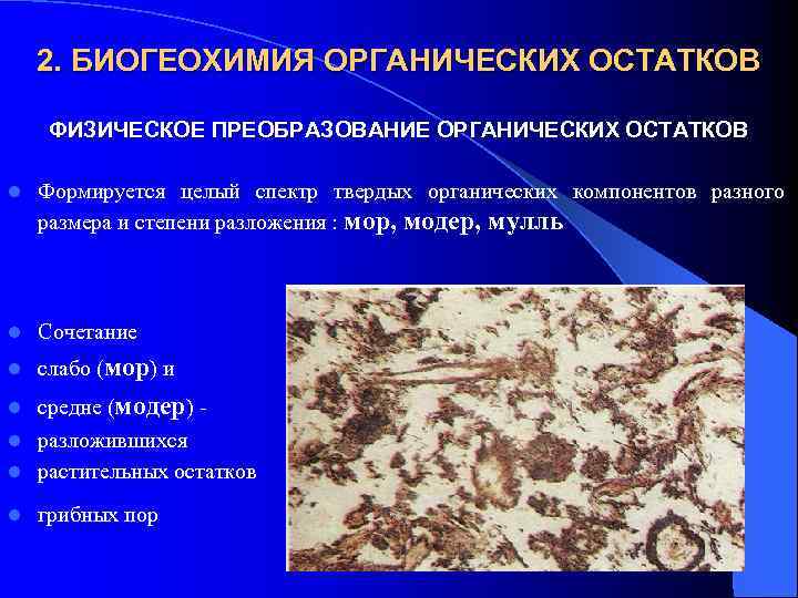 2. БИОГЕОХИМИЯ ОРГАНИЧЕСКИХ ОСТАТКОВ ФИЗИЧЕСКОЕ ПРЕОБРАЗОВАНИЕ ОРГАНИЧЕСКИХ ОСТАТКОВ l Формируется целый спектр твердых органических