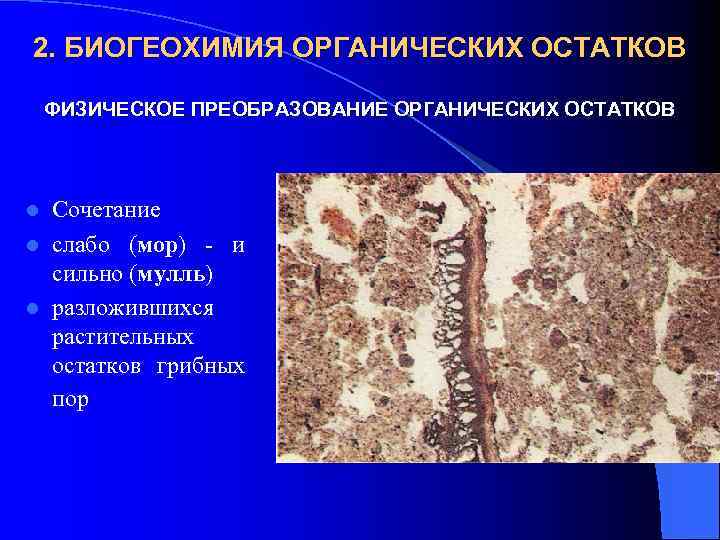 2. БИОГЕОХИМИЯ ОРГАНИЧЕСКИХ ОСТАТКОВ ФИЗИЧЕСКОЕ ПРЕОБРАЗОВАНИЕ ОРГАНИЧЕСКИХ ОСТАТКОВ Сочетание l слабо (мор) - и