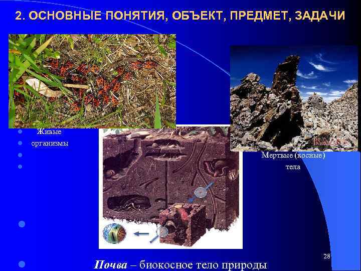 2. ОСНОВНЫЕ ПОНЯТИЯ, ОБЪЕКТ, ПРЕДМЕТ, ЗАДАЧИ l l Живые организмы Мертвые (косные) тела l