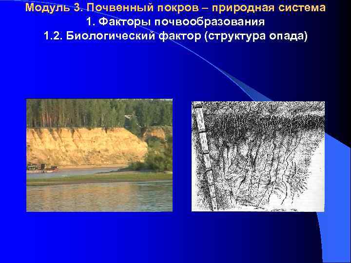 Модуль 3. Почвенный покров – природная система 1. Факторы почвообразования 1. 2. Биологический фактор