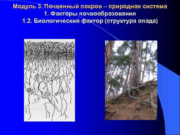 Модуль 3. Почвенный покров – природная система 1. Факторы почвообразования 1. 2. Биологический фактор