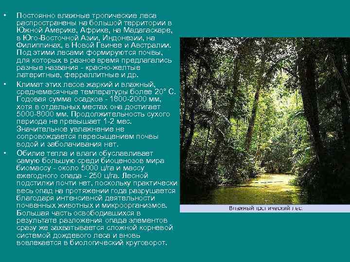  • • • Постоянно влажные тропические леса распространены на большой территории в Южной