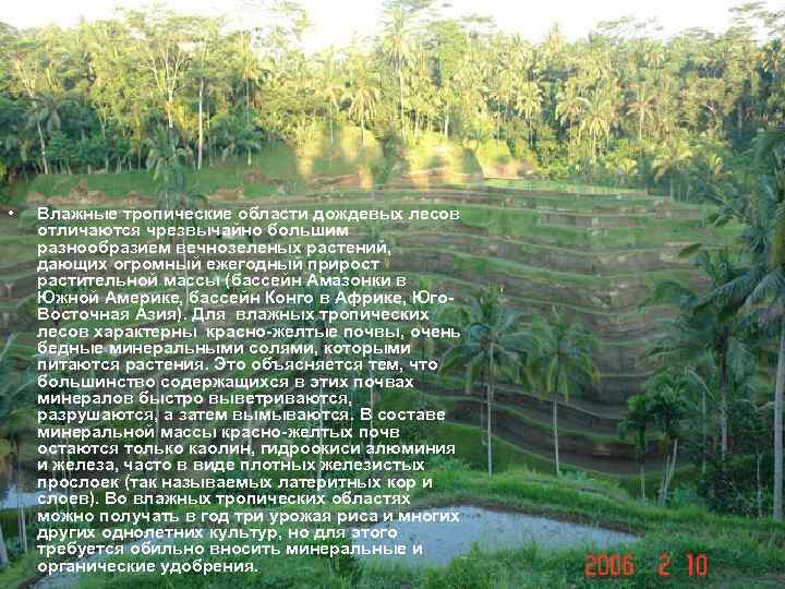 • Влажные тропические области дождевых лесов отличаются чрезвычайно большим разнообразием вечнозеленых растений, дающих
