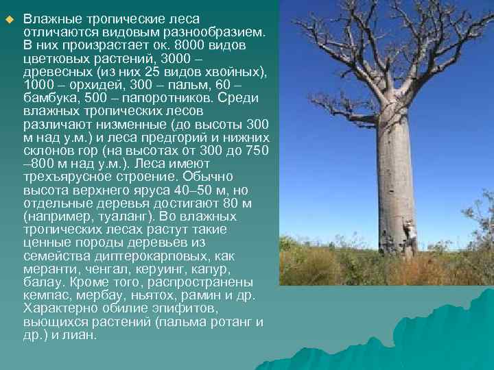 u Влажные тропические леса отличаются видовым разнообразием. В них произрастает ок. 8000 видов цветковых