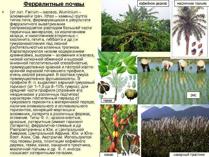 Ферралитные почвы • (от лат. Ferrum – железо, Aluminium – алюминий и греч. líthos