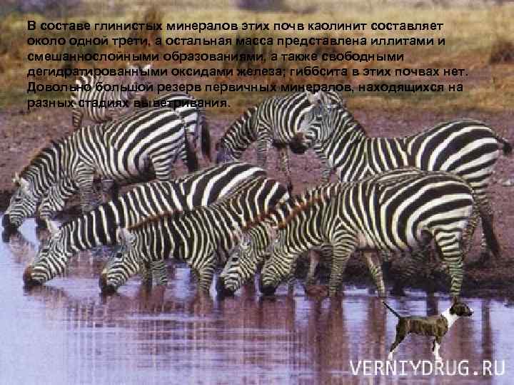 В составе глинистых минералов этих почв каолинит составляет около одной трети, а остальная масса