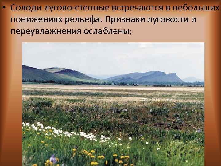  • Солоди лугово-степные встречаются в небольших понижениях рельефа. Признаки луговости и переувлажнения ослаблены;