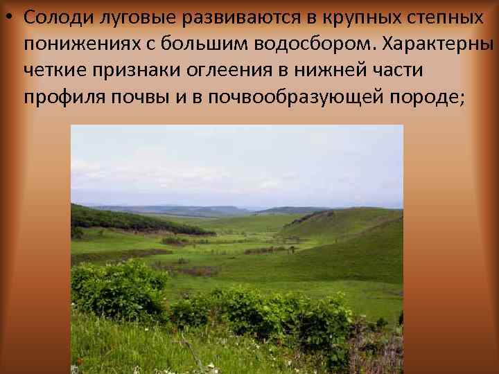  • Солоди луговые развиваются в крупных степных понижениях с большим водосбором. Характерны четкие