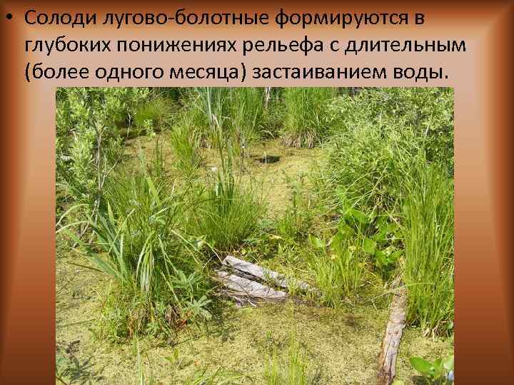  • Солоди лугово-болотные формируются в глубоких понижениях рельефа с длительным (более одного месяца)
