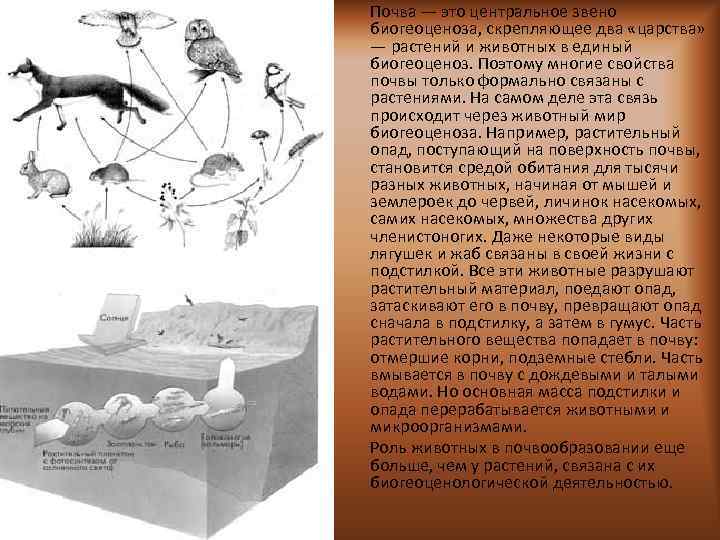 Почва — это центральное звено биогеоценоза, скрепляющее два «царства» — растений и животных в