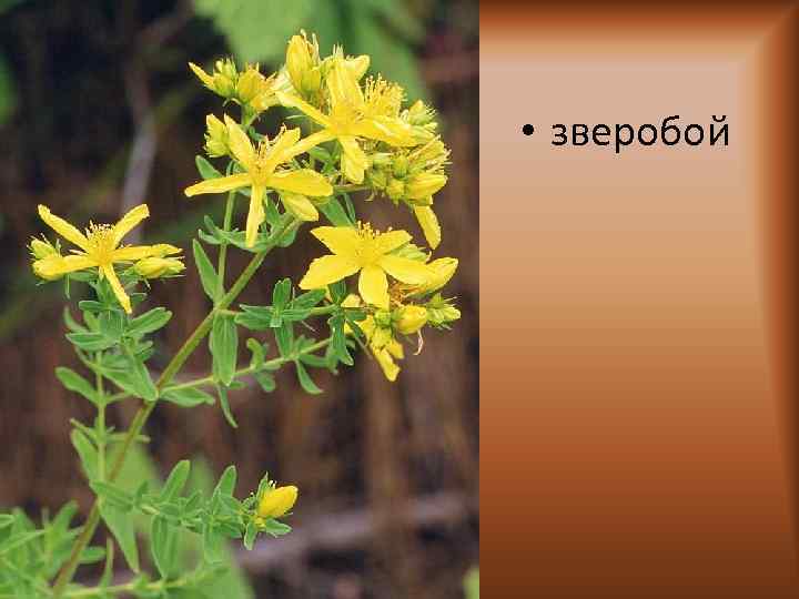  • зверобой 