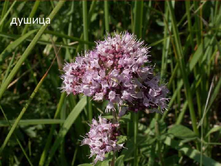 душица 