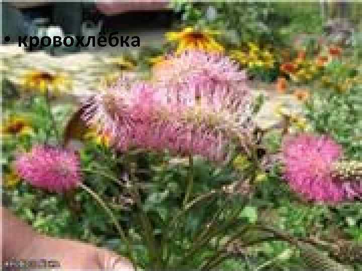  • кровохлёбка 