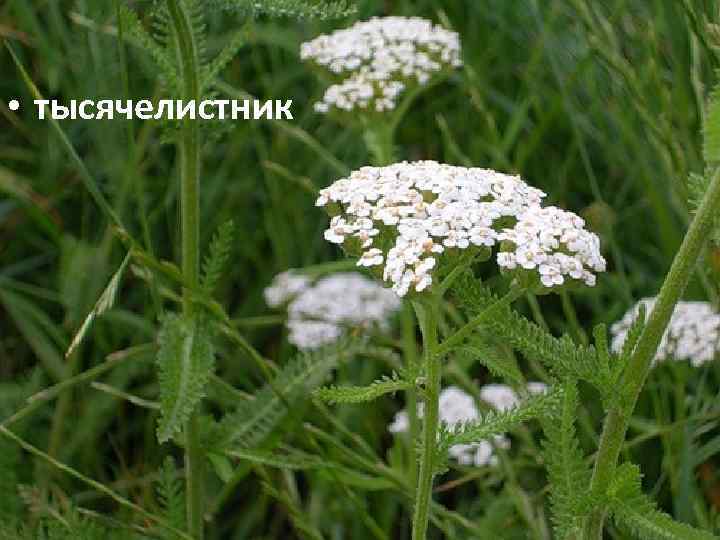  • тысячелистник 