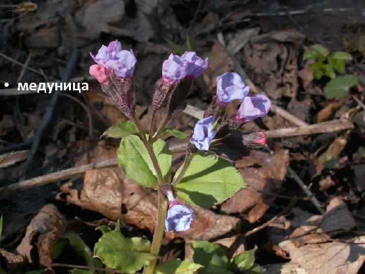  • медуница 