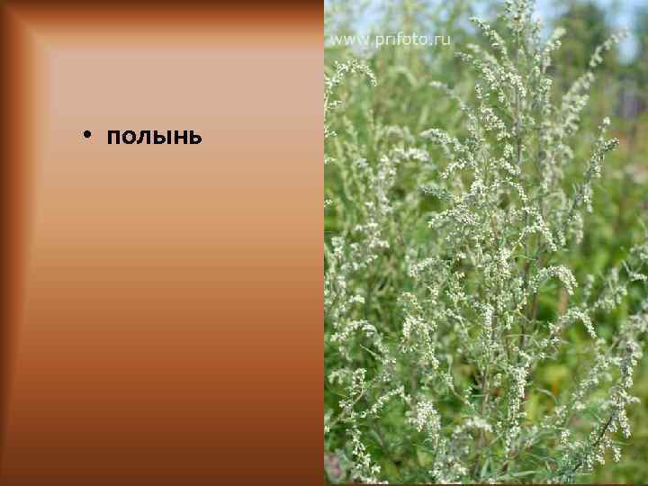  • полынь 