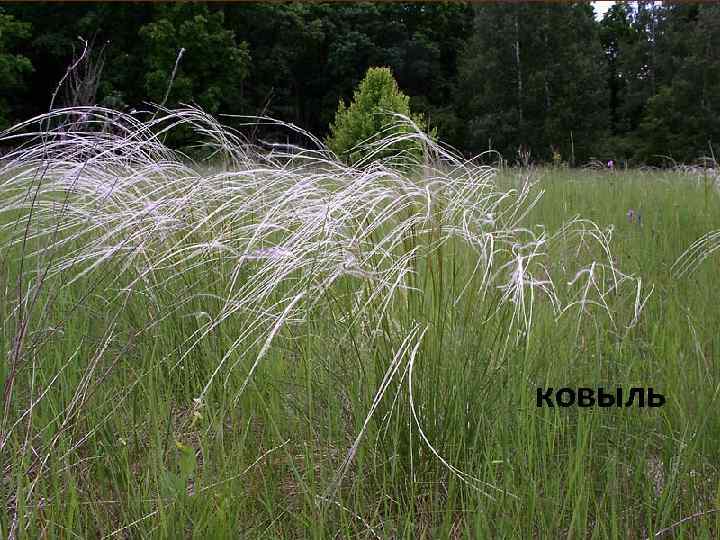 ковыль 