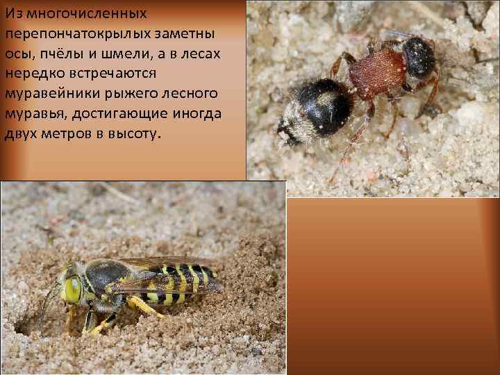 Из многочисленных перепончатокрылых заметны осы, пчёлы и шмели, а в лесах нередко встречаются муравейники