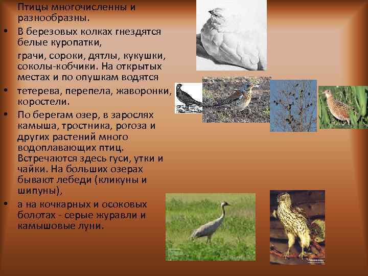  • • Птицы многочисленны и разнообразны. В березовых колках гнездятся белые куропатки, грачи,