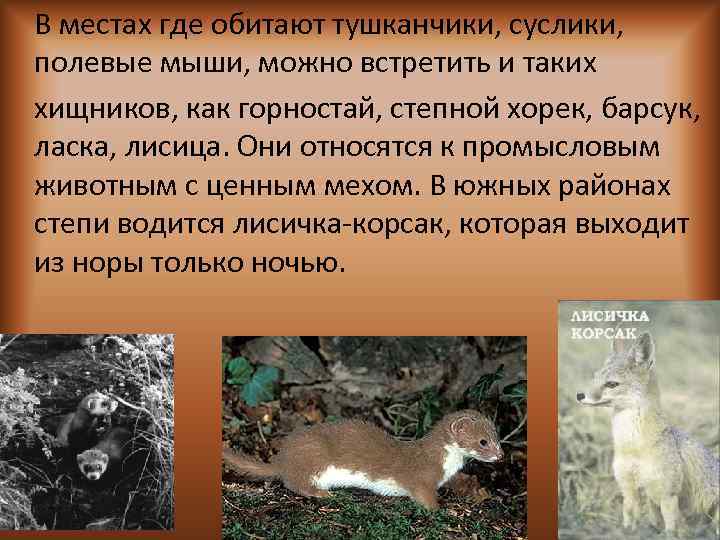 В местах где обитают тушканчики, суслики, полевые мыши, можно встретить и таких хищников, как