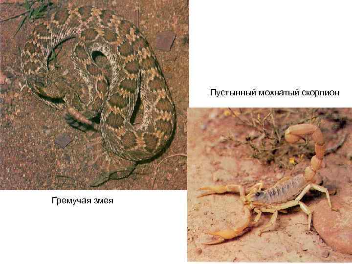 Пустынный мохнатый скорпион Гремучая змея 