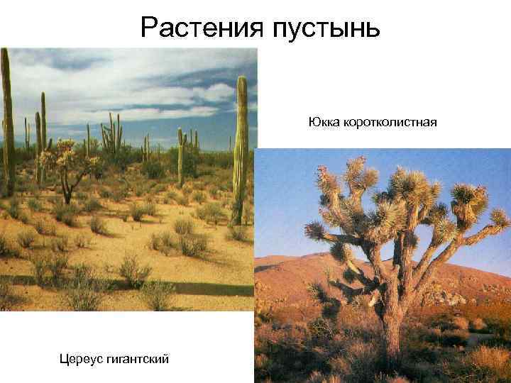 Растения пустынь Юкка коротколистная Цереус гигантский 