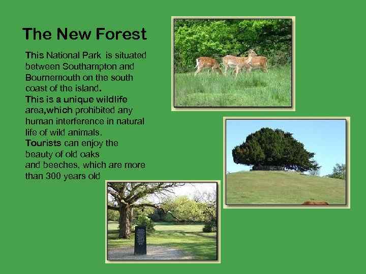 The New Forest This National Park is situated between Southampton and Bournemouth on the