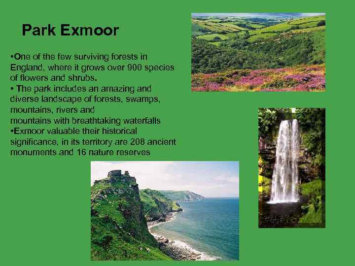 Park Exmoor • One of the few surviving forests in England, where it grows