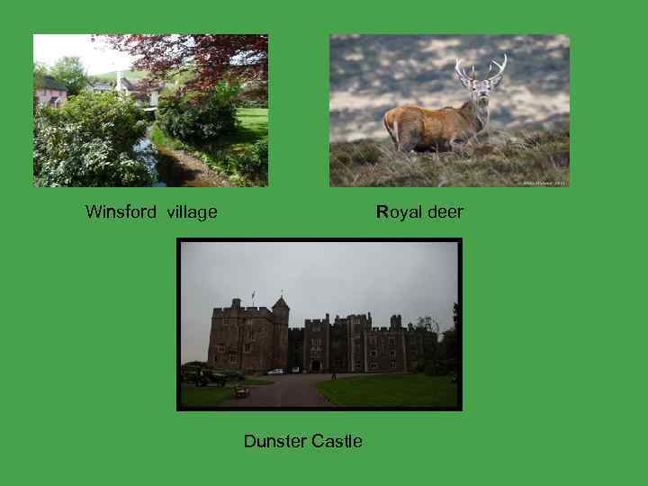Royal deer Winsford village Dunster Castle 