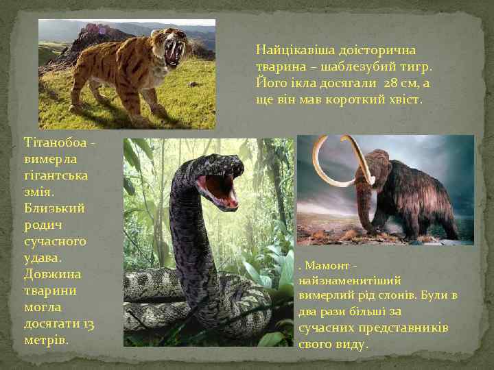 Найцікавіша доісторична тварина – шаблезубий тигр. Його ікла досягали 28 см, а ще він